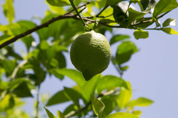 Citroner från Sicilien