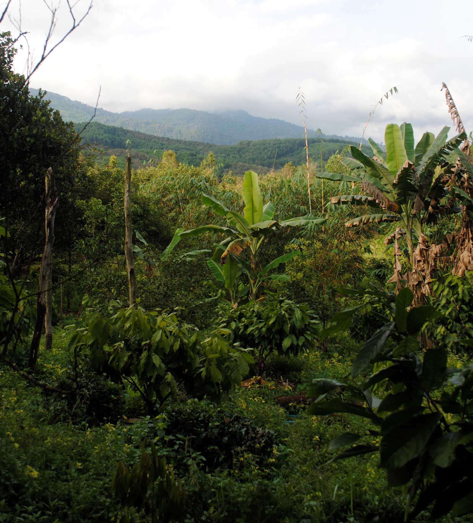 Klimatförändringarna